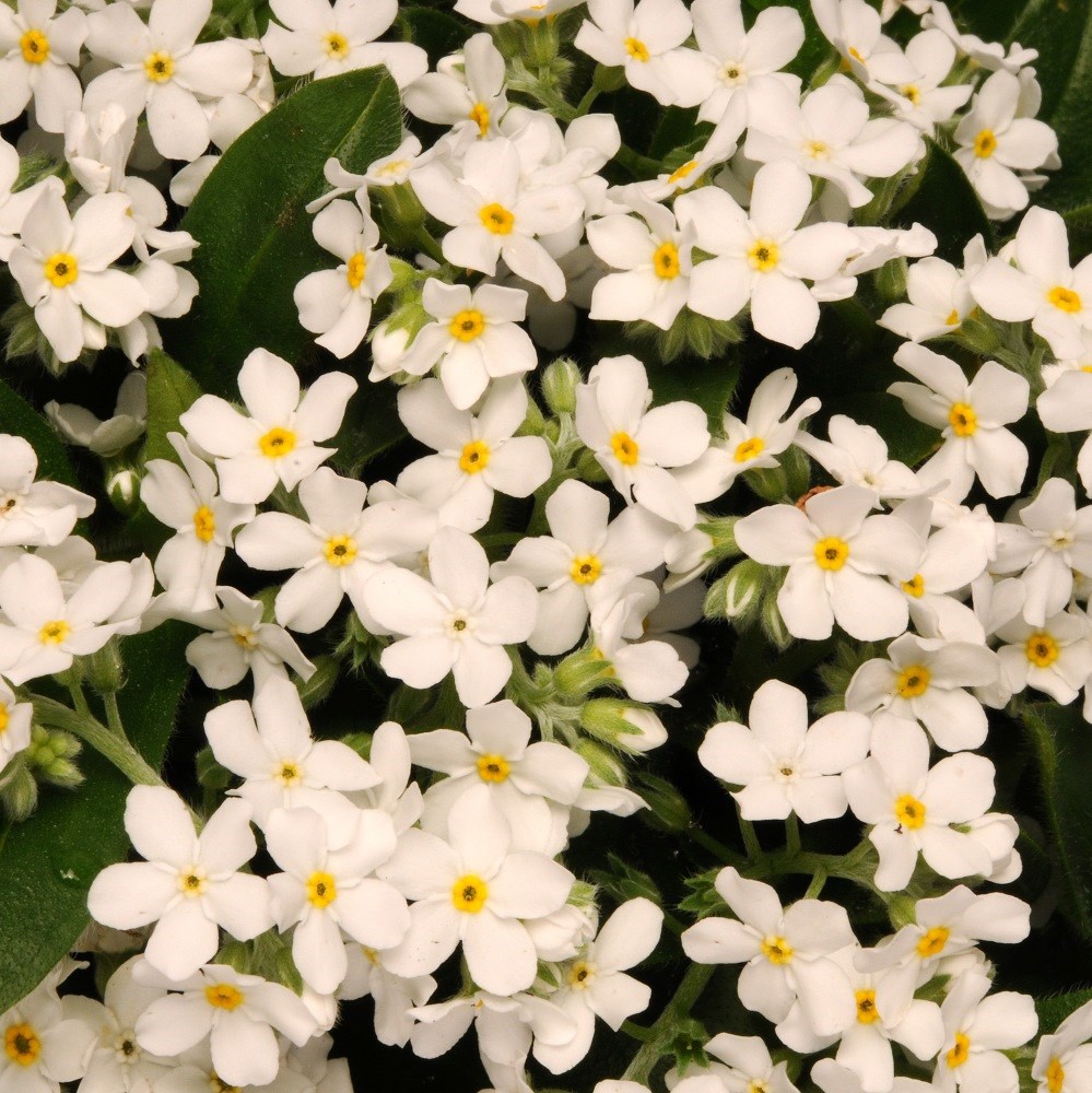 forget me not 'Sylvia White'