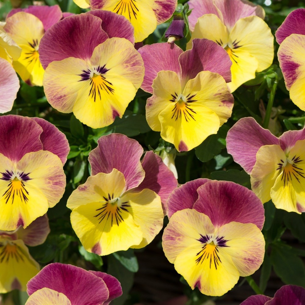 <i>Viola × wittrockiana</i> 'Cool Wave Strawberry Swirl'