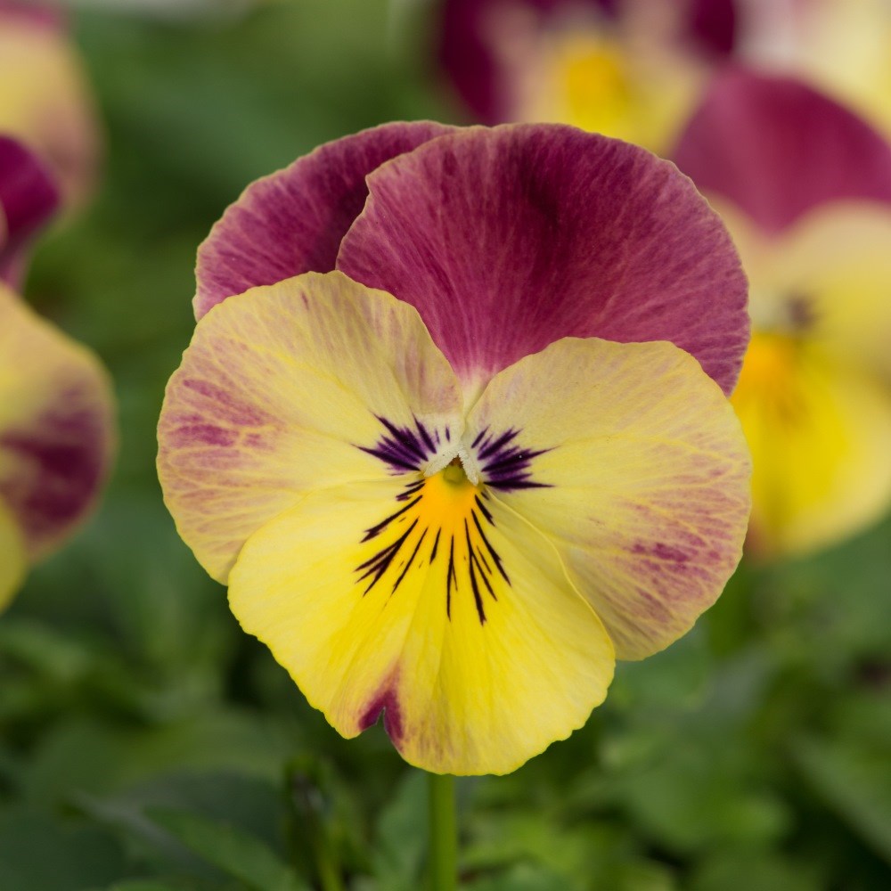 <i>Viola × wittrockiana</i> 'Cool Wave Strawberry Swirl'