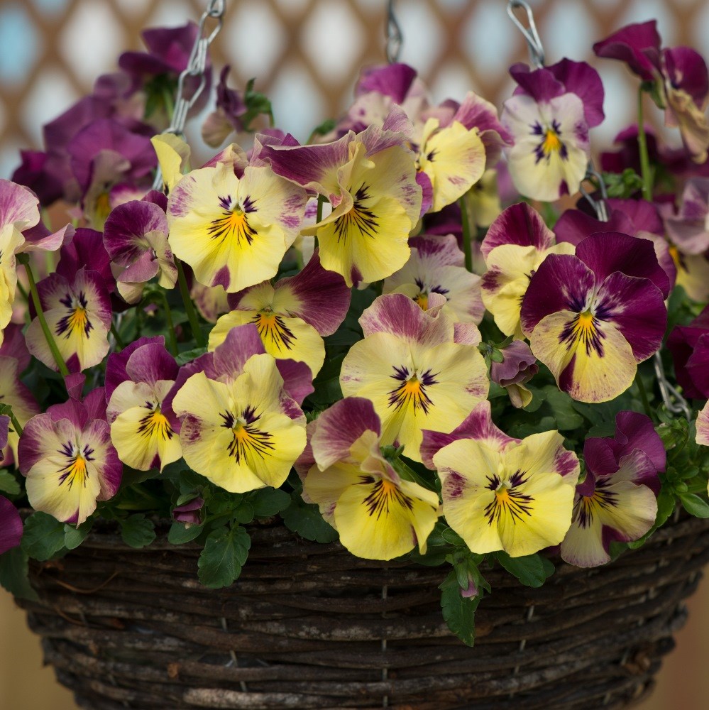 <i>Viola × wittrockiana</i> 'Cool Wave Strawberry Swirl'