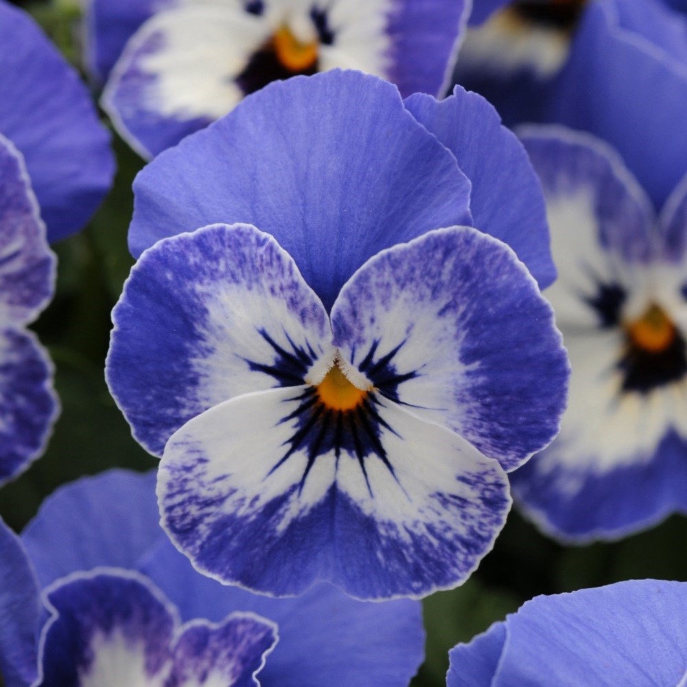 <i>Viola</i> <b>Sorbet XP Delft Blue</b> (Sorbet XP Series)
