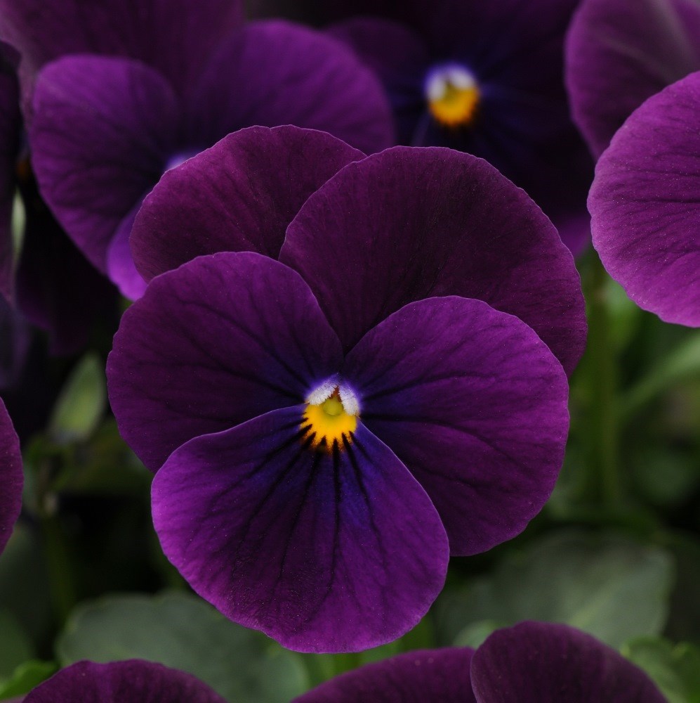 <i>Viola</i> <b>Sorbet XP Purple</b> (Sorbet XP Series)