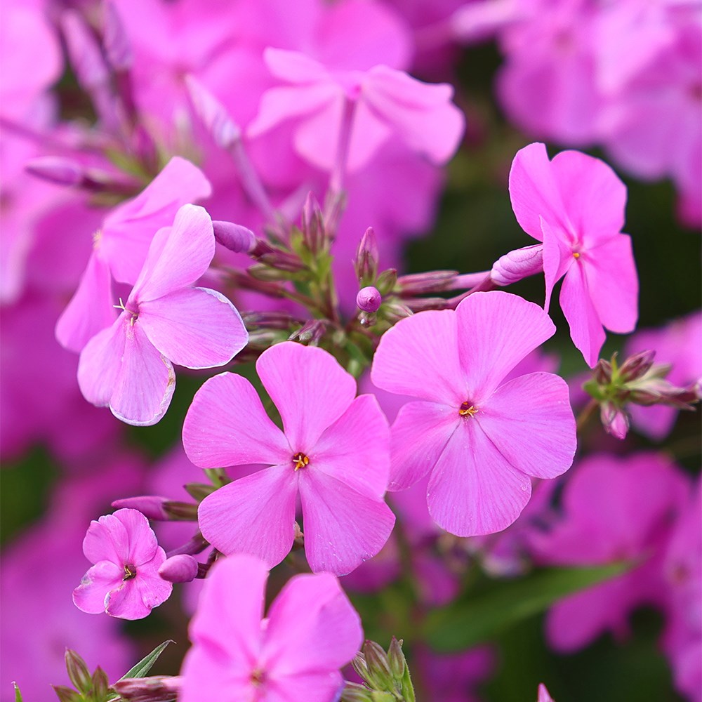 <i>Phlox</i> 'Opening Act Ultrapink' (Opening Act Series)