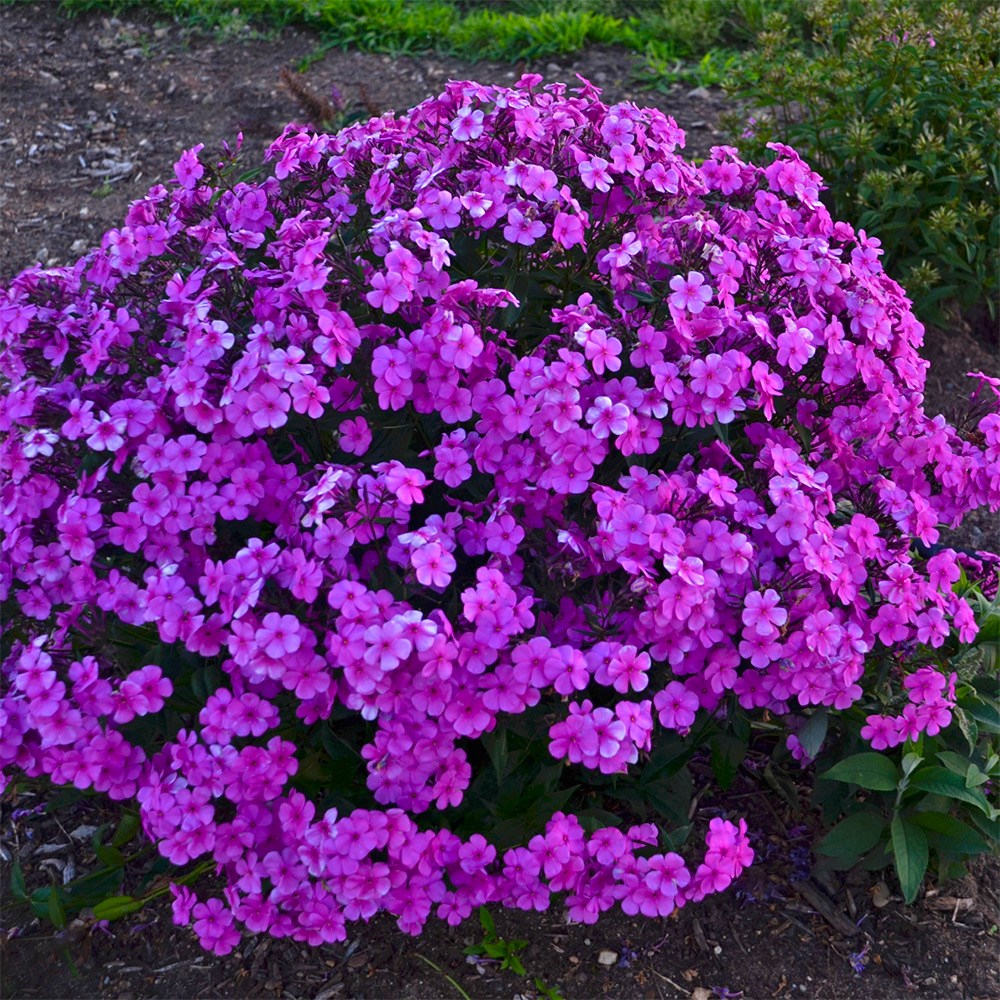 <i>Phlox</i> 'Cloudburst'