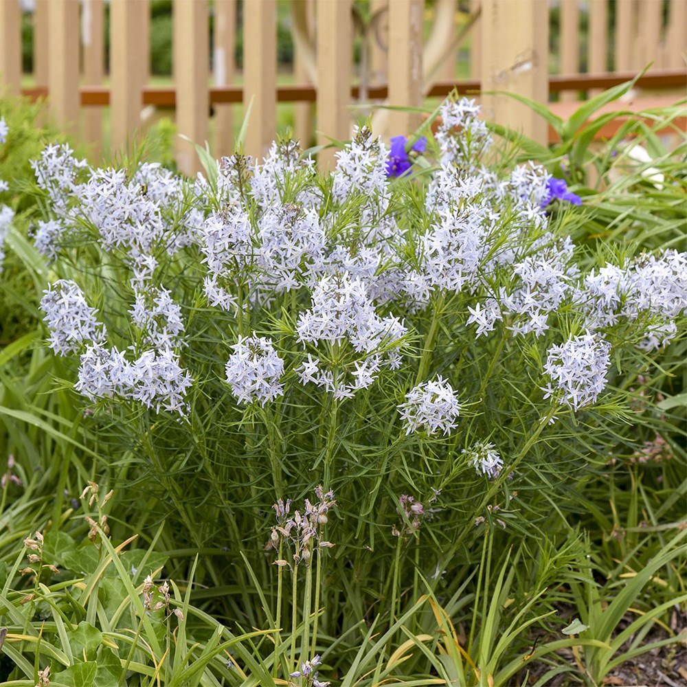 <i>Amsonia</i> 'String Theory'