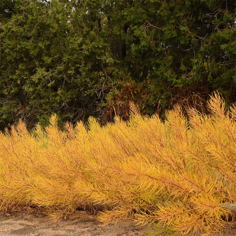 <i>Amsonia</i> 'String Theory'