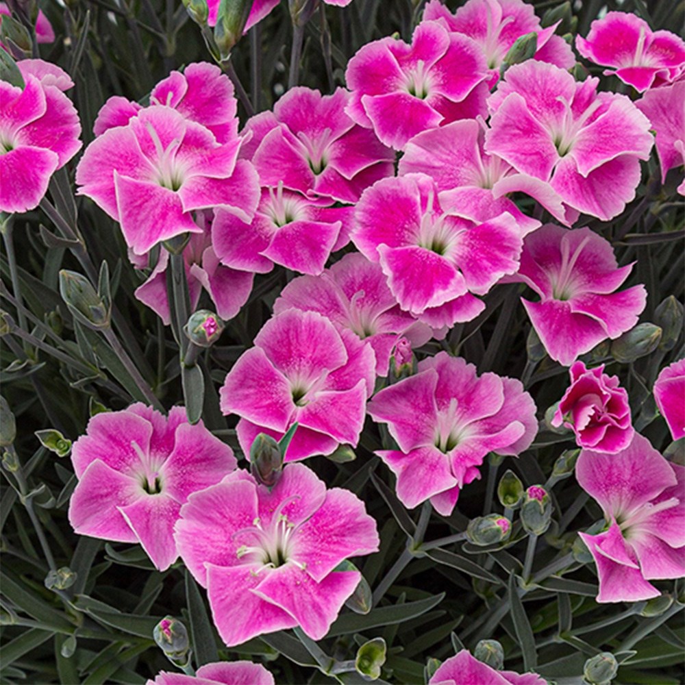<i>Dianthus</i> <b class=small-caps>It-Girl</b> ('Kleda26818') (PBR)