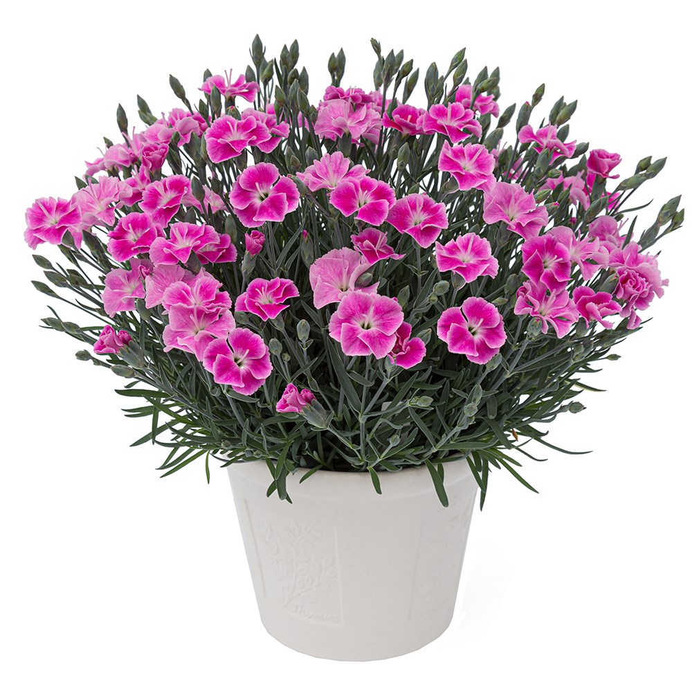 <i>Dianthus</i> <b class=small-caps>It-Girl</b> ('Kleda26818') (PBR)