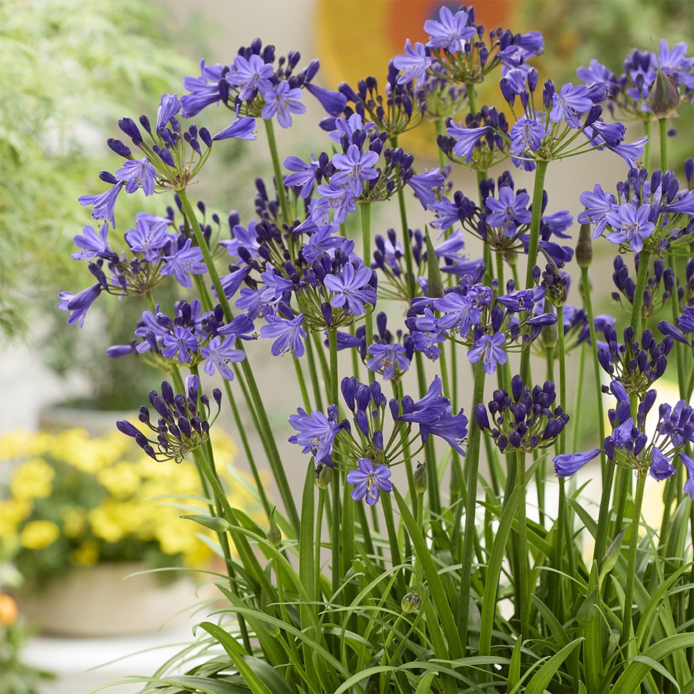 <i>Agapanthus</i> <b class=small-caps>Fairy Blue</b> ('DWAgHyb21') (PBR)