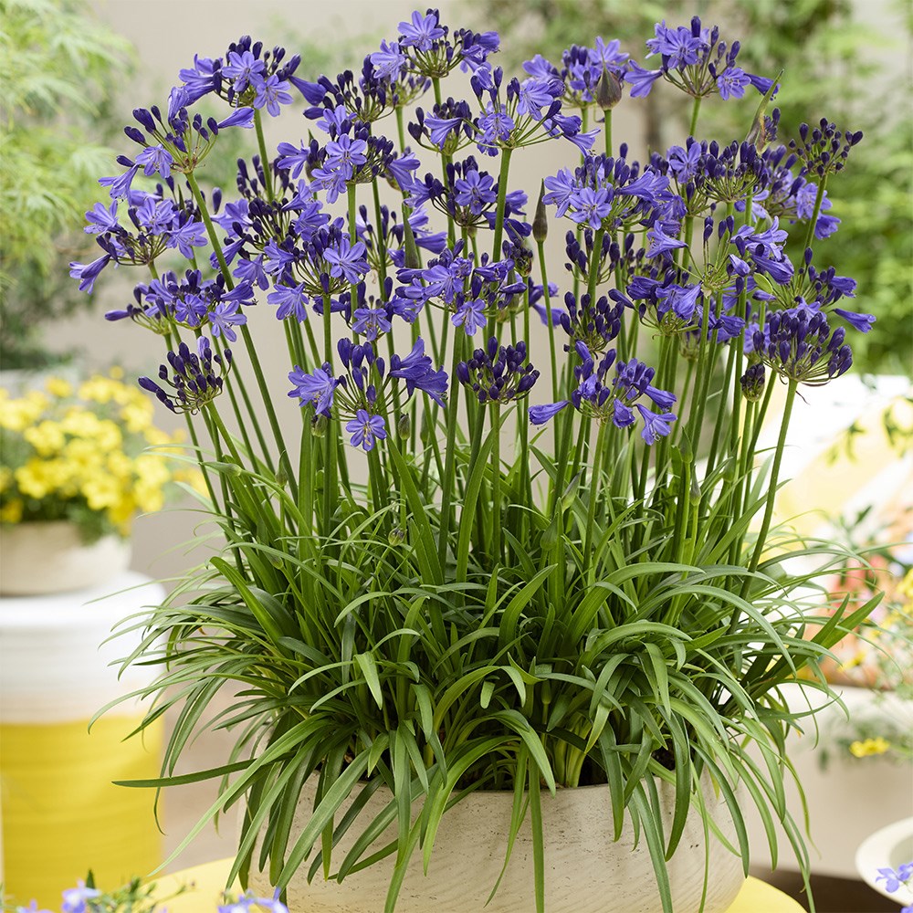 <i>Agapanthus</i> <b class=small-caps>Fairy Blue</b> ('DWAgHyb21') (PBR)