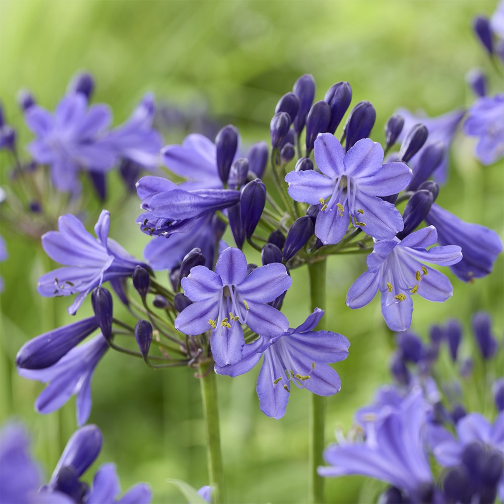 <i>Agapanthus</i> <b class=small-caps>Fairy Blue</b> ('DWAgHyb21') (PBR)