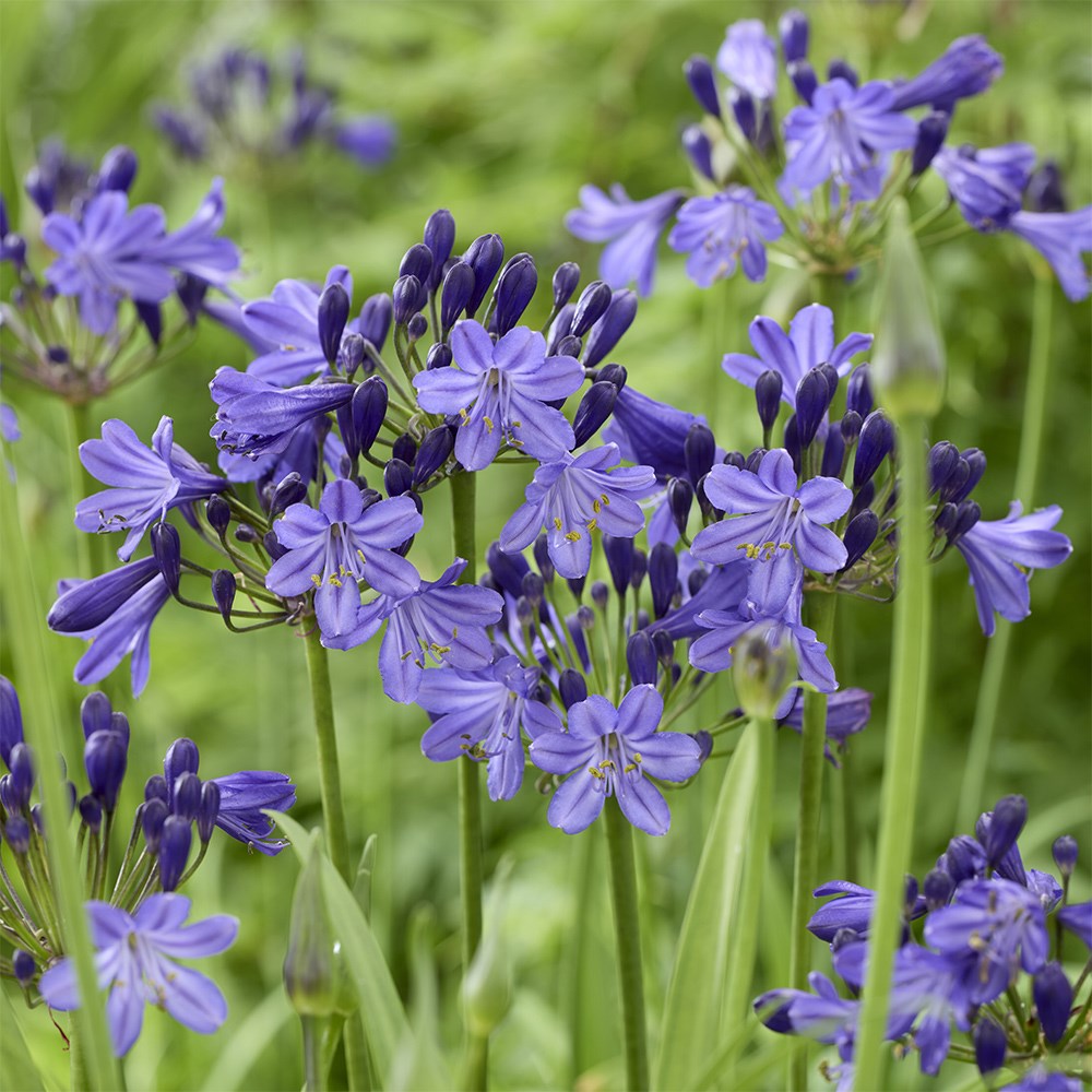 <i>Agapanthus</i> <b class=small-caps>Fairy Blue</b> ('DWAgHyb21') (PBR)