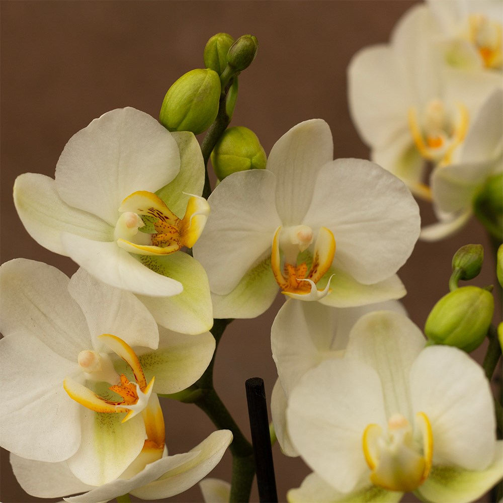 Phalaenopsis Boquetto Beauty | Orchid