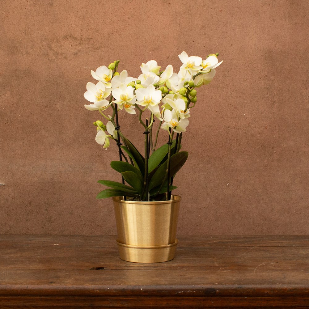 Phalaenopsis Boquetto Beauty | Orchid