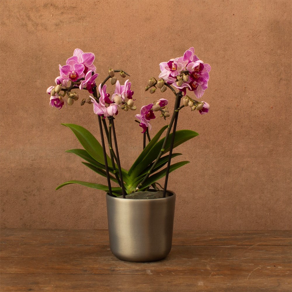 Phalaenopsis Boquetto Delight | Orchid