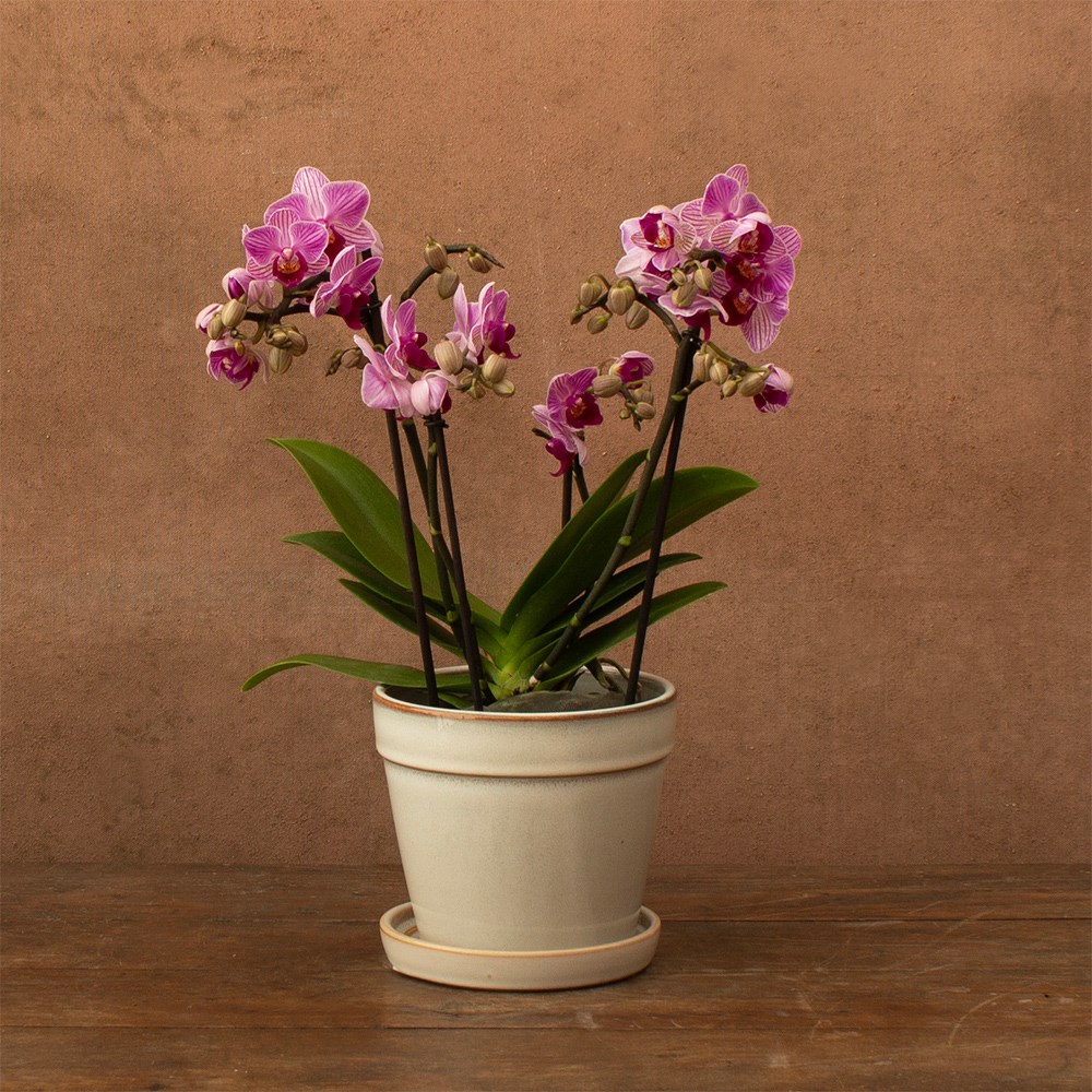 Phalaenopsis Boquetto Delight | Orchid