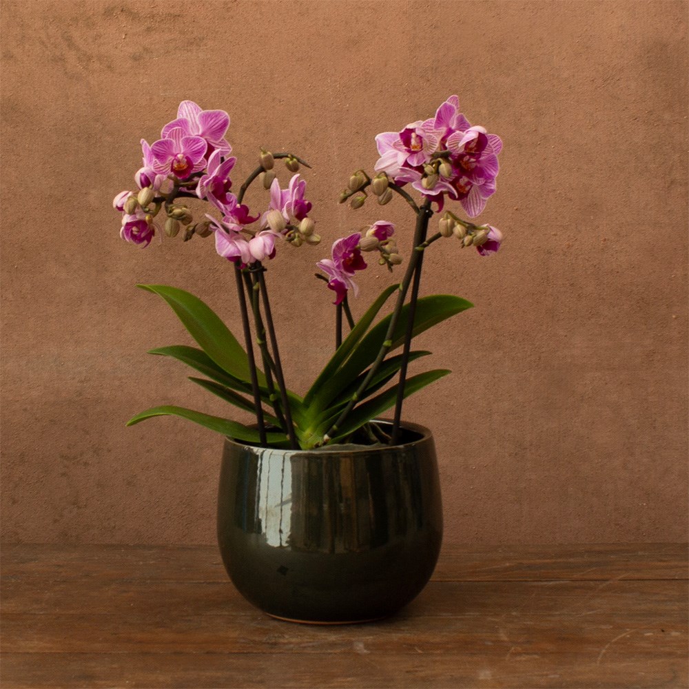 Phalaenopsis Boquetto Delight | Orchid
