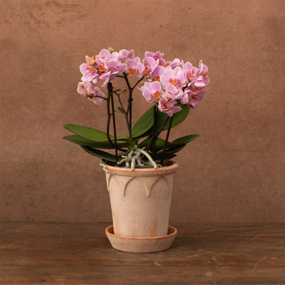 Phalaenopsis Boquetto Romantico | Orchid
