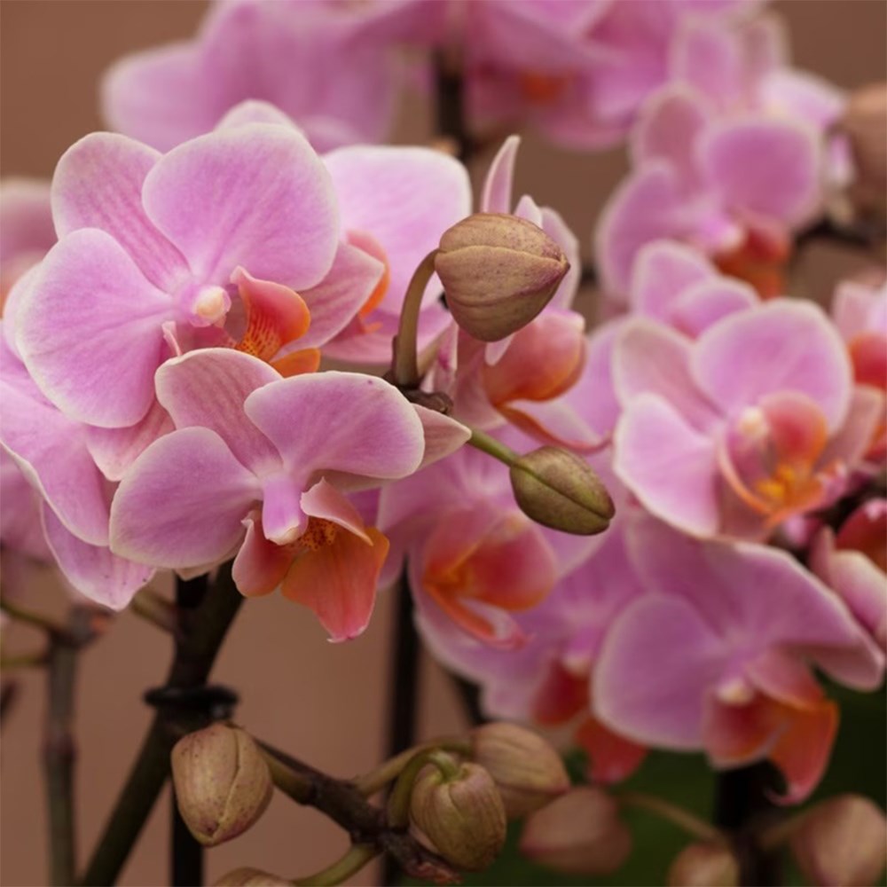 Phalaenopsis Boquetto Romantico | Orchid