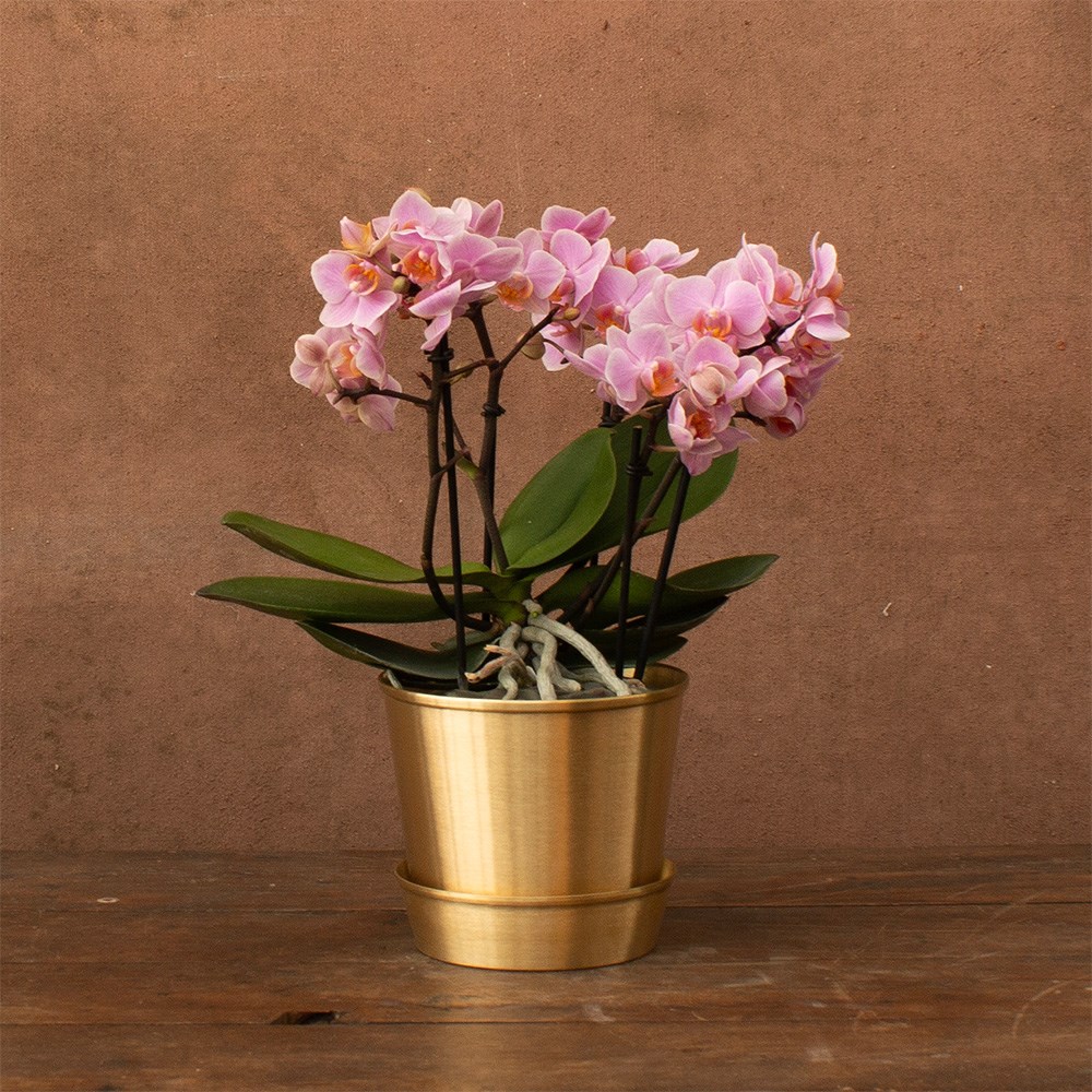 Phalaenopsis Boquetto Romantico | Orchid
