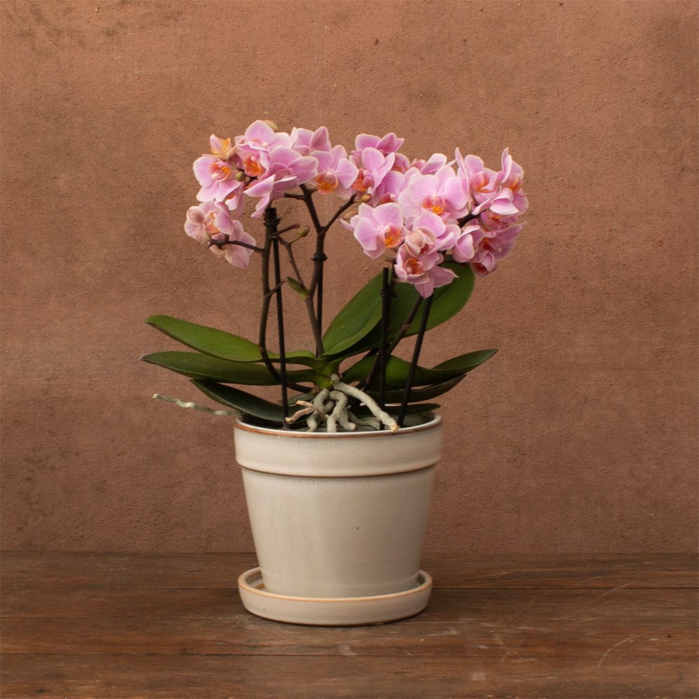 Phalaenopsis Boquetto Romantico | Orchid