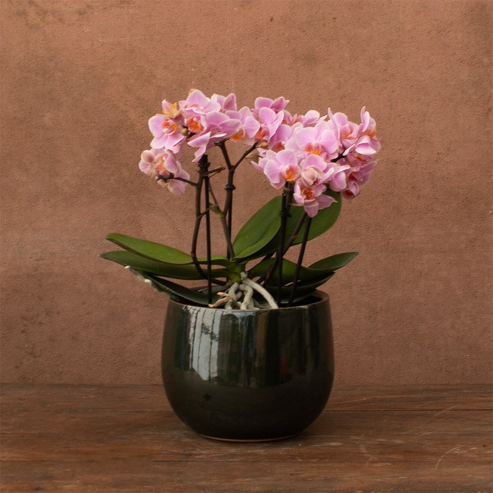 Phalaenopsis Boquetto Romantico | Orchid