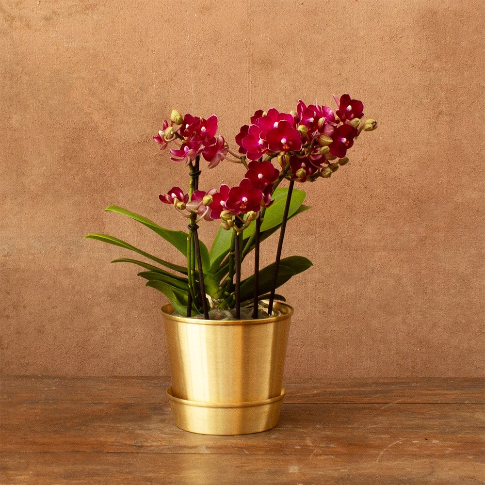 Phalaenopsis Boquetto Temptation | Orchid