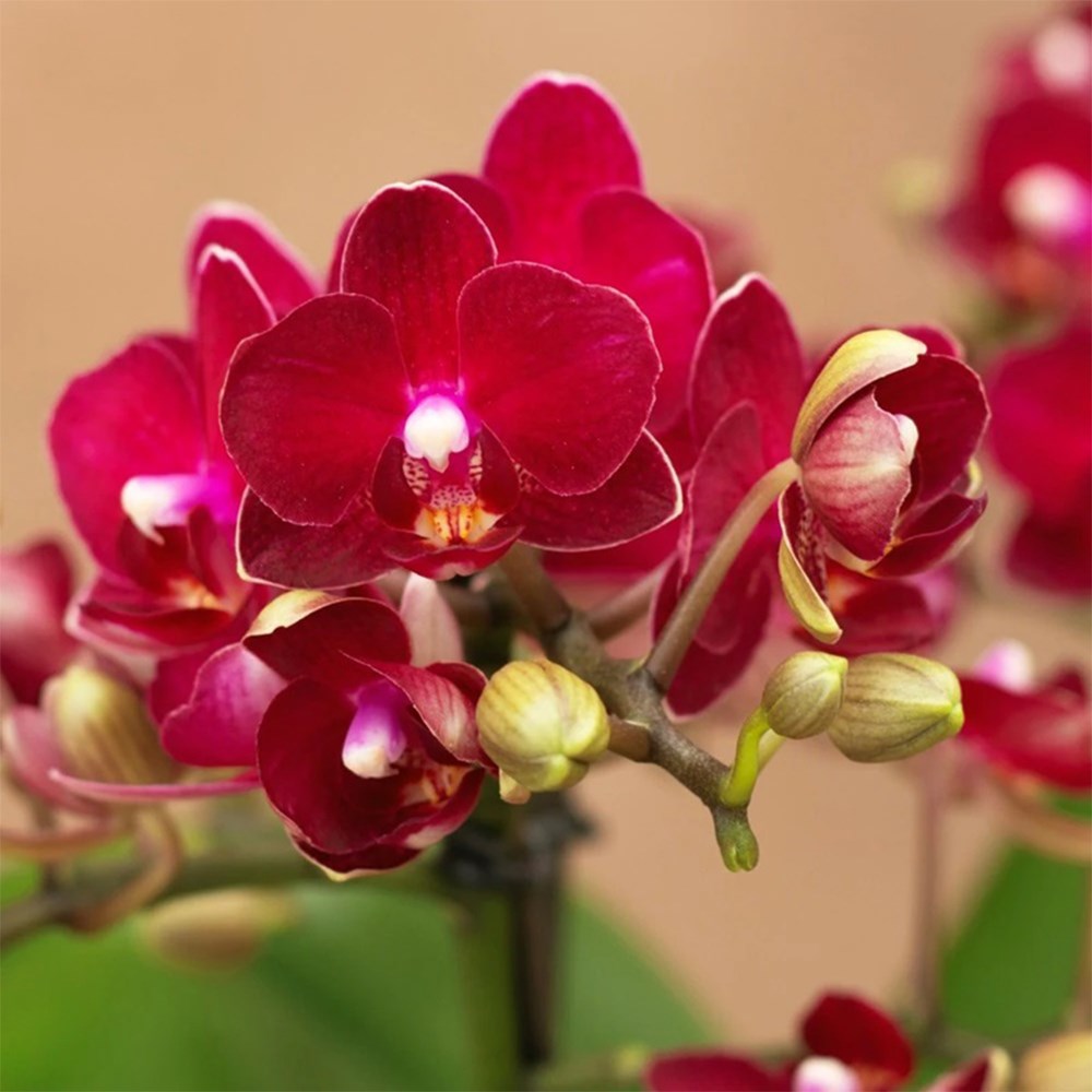 Phalaenopsis Boquetto Temptation | Orchid