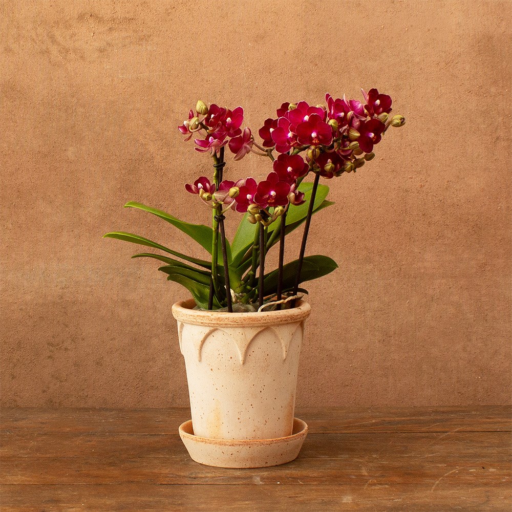 Phalaenopsis Boquetto Temptation | Orchid