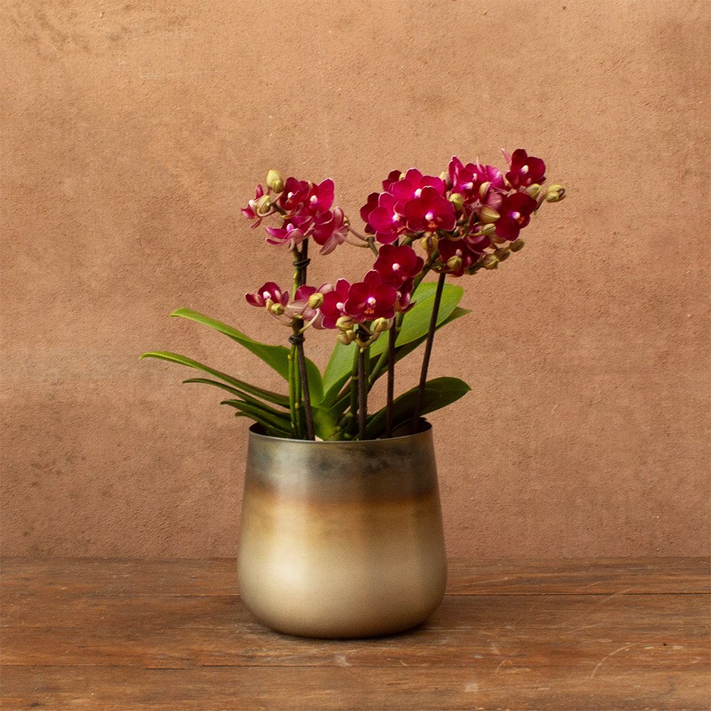 Phalaenopsis Boquetto Temptation | Orchid
