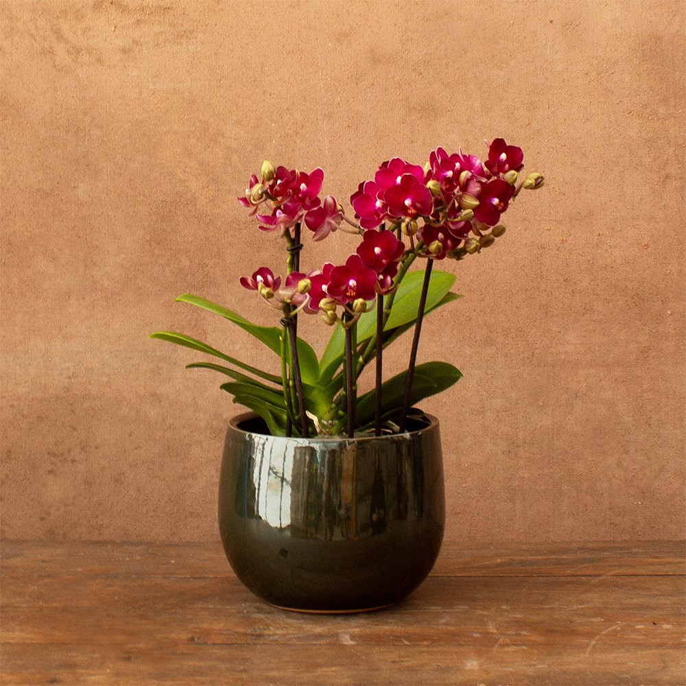 Phalaenopsis Boquetto Temptation | Orchid