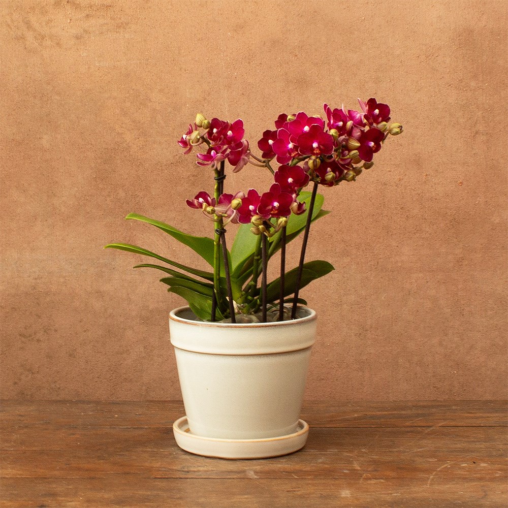 Phalaenopsis Boquetto Temptation | Orchid