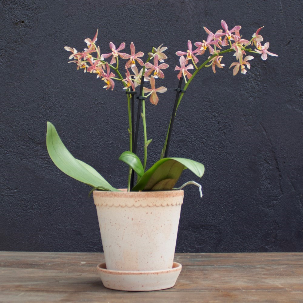 Phalaenopsis Spider | Orchid