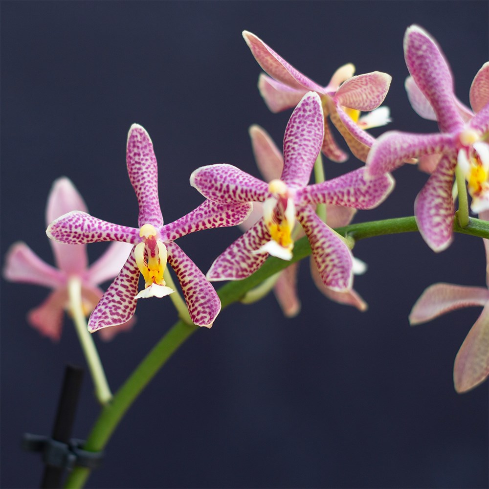 Phalaenopsis Spider | Orchid