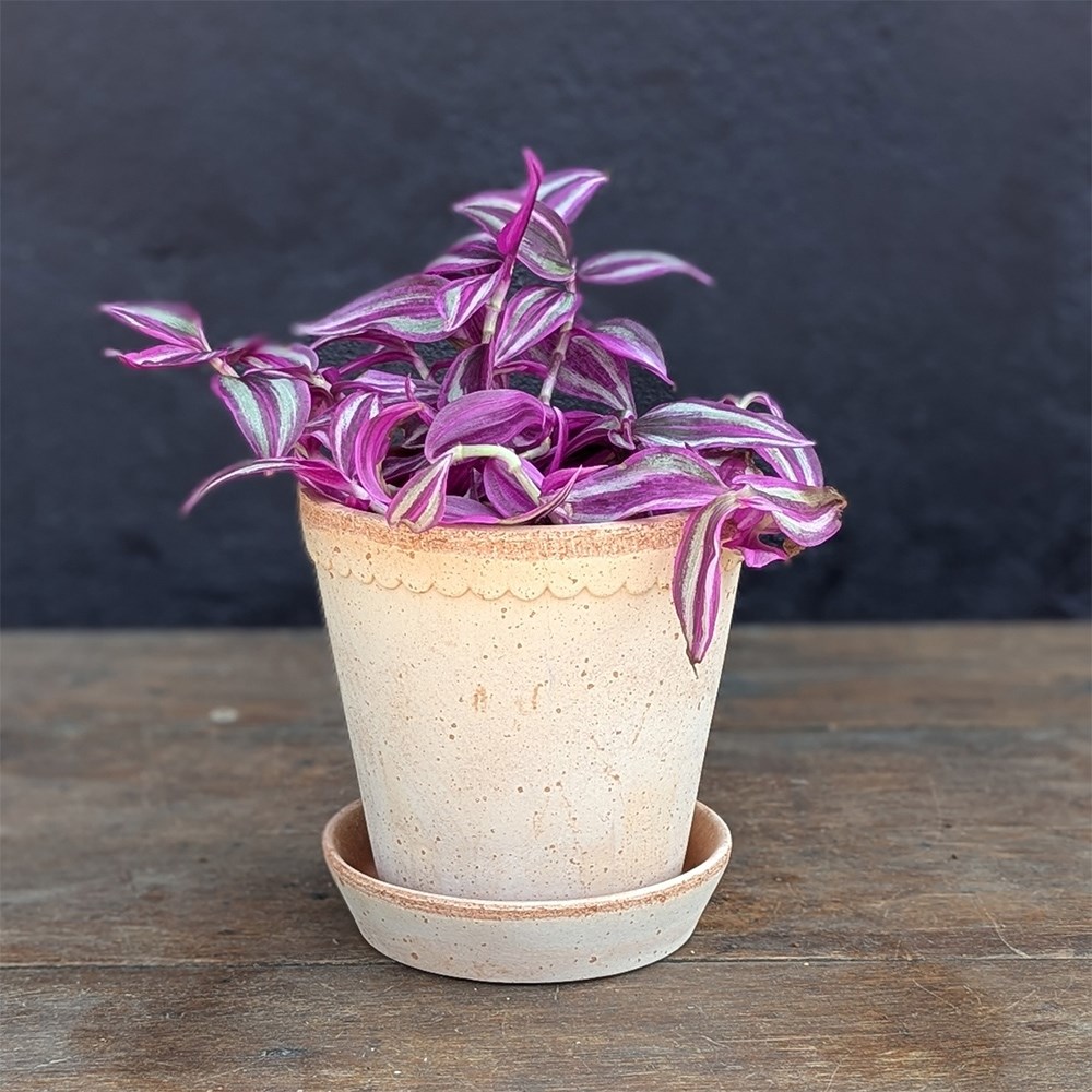 <i>Tradescantia zebrina</i> 'Pink Paradise'