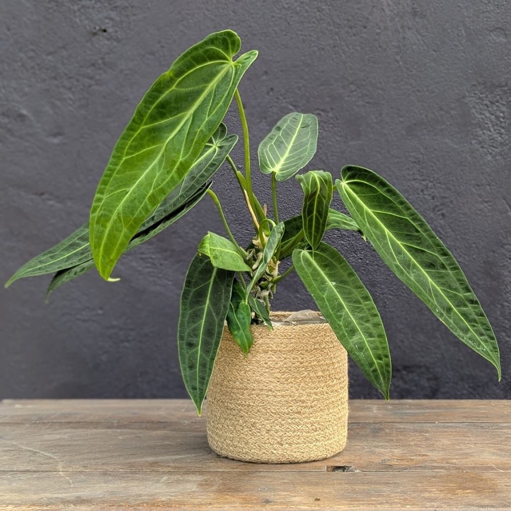 <i>Anthurium warocqueanum</i> 
