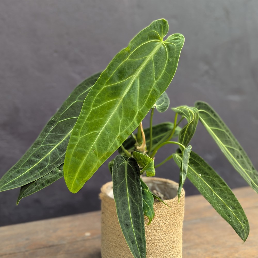 <i>Anthurium warocqueanum</i> 