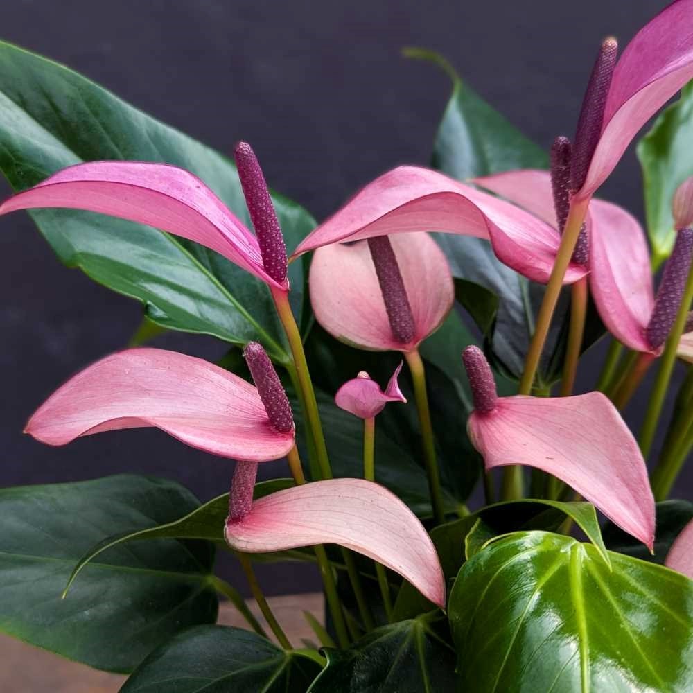 <i>Anthurium</i> 'Champion Zizou'