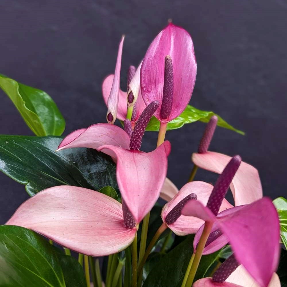 <i>Anthurium</i> 'Champion Zizou'