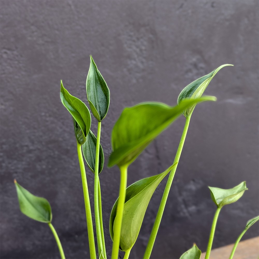 <i>Alocasia</i> 'Tiny Dancers'