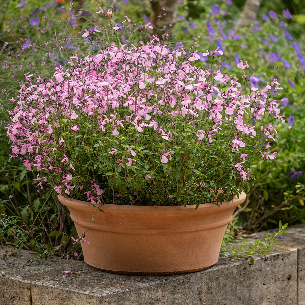 <i>Salvia</i> × <i>jamensis</i> Malabar® ‘Mighty Pink’