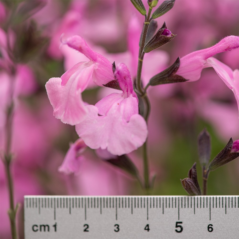 <i>Salvia</i> × <i>jamensis</i> Malabar® ‘Mighty Pink’