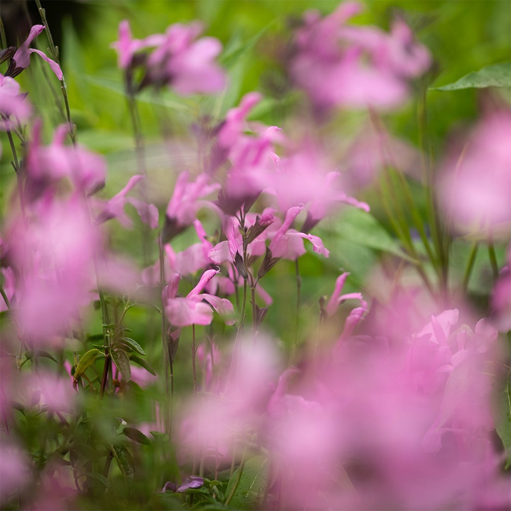 <i>Salvia</i> × <i>jamensis</i> Malabar® ‘Mighty Pink’