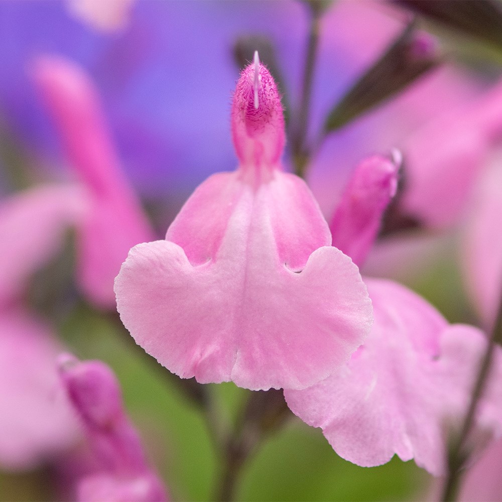 <i>Salvia</i> × <i>jamensis</i> Malabar® ‘Mighty Pink’