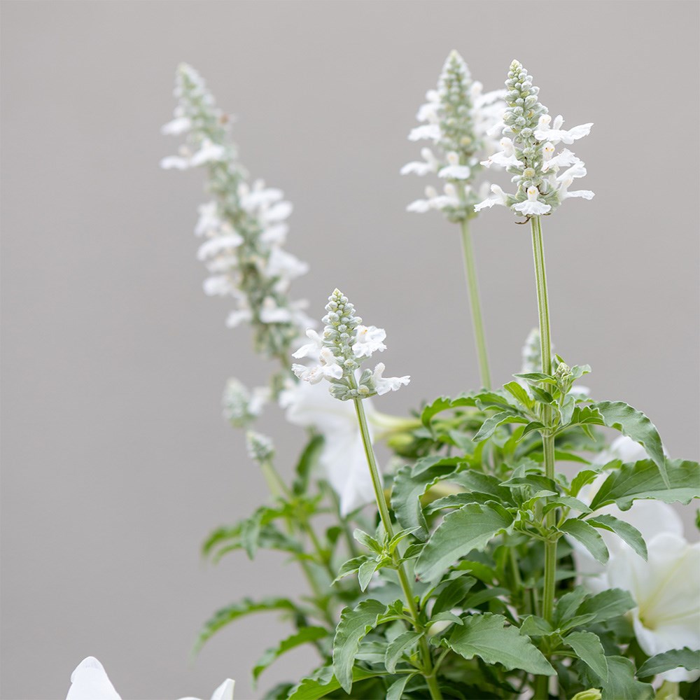 Spun Sugar - Easyplanter for hanging baskets & patio pots