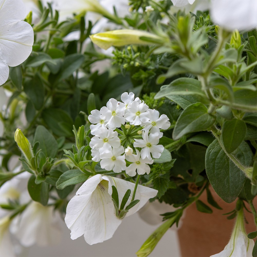 Spun Sugar - Easyplanter for hanging baskets & patio pots