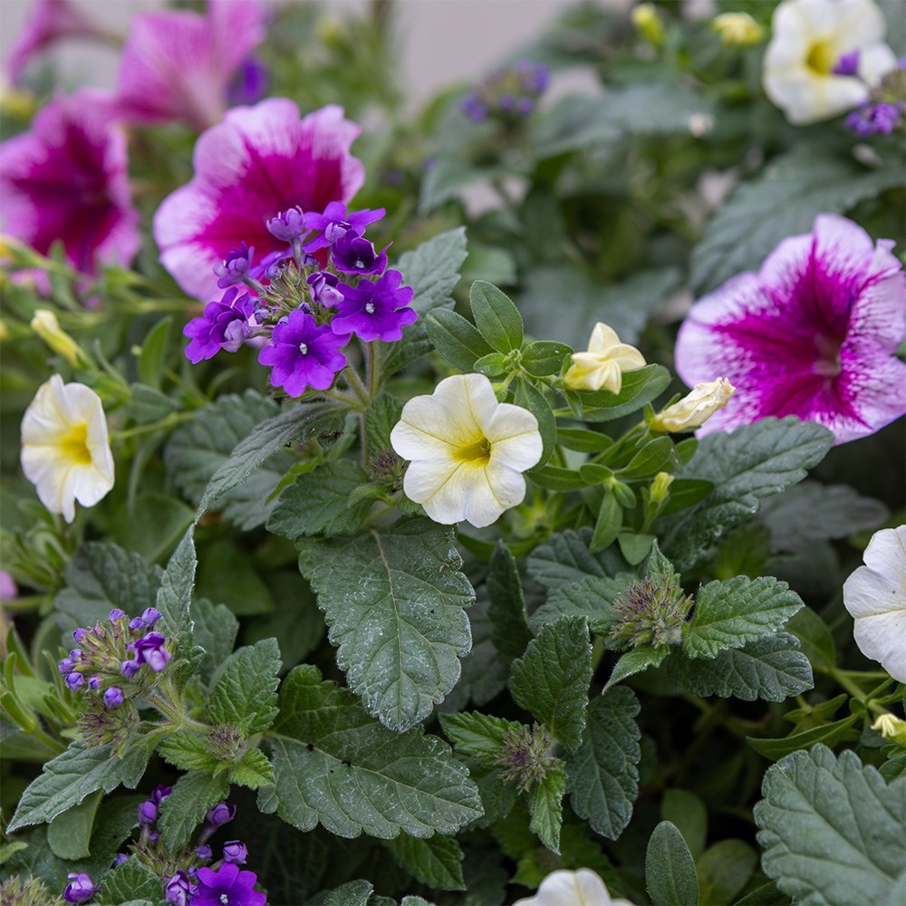 Comfortably Plum - Easyplanter for hanging baskets & patio pots