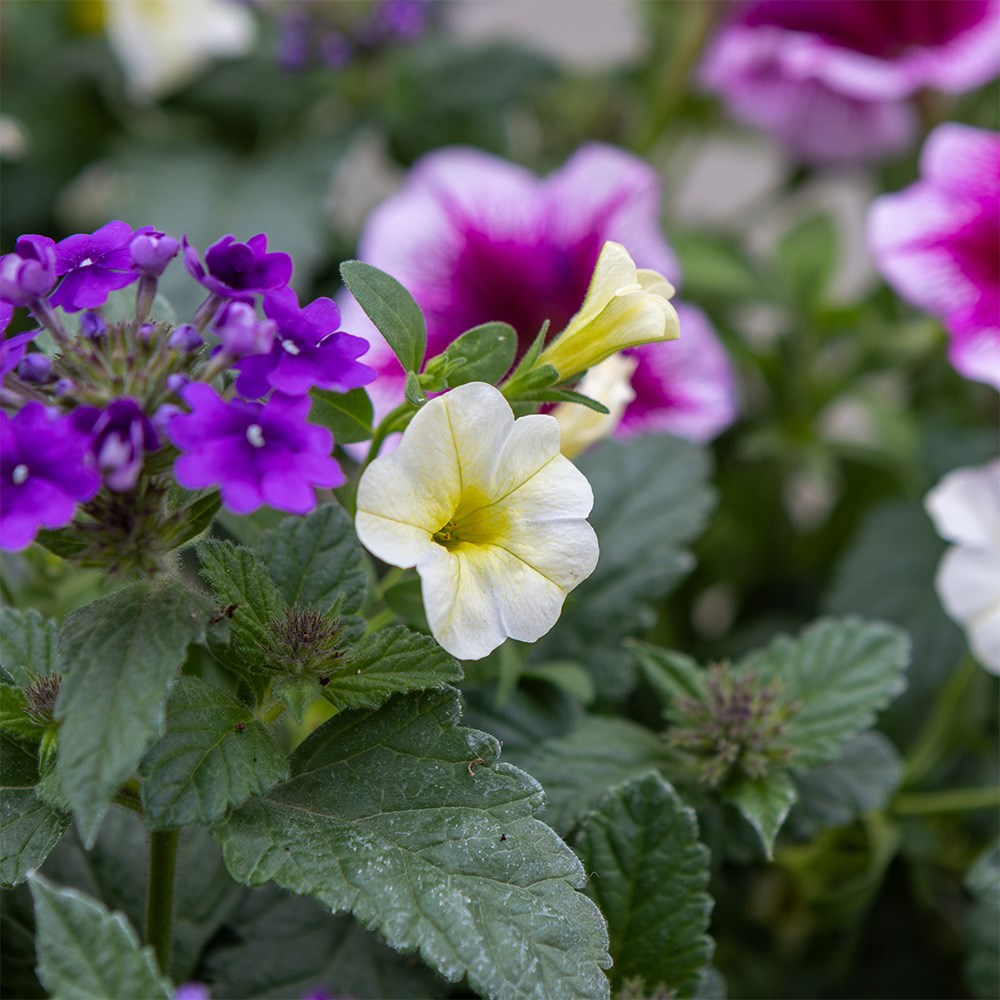 Comfortably Plum - Easyplanter for hanging baskets & patio pots
