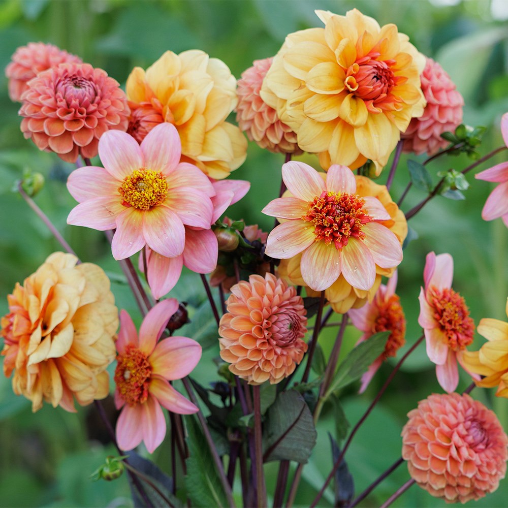 Tangerine twist 3 varieties dahlia collection