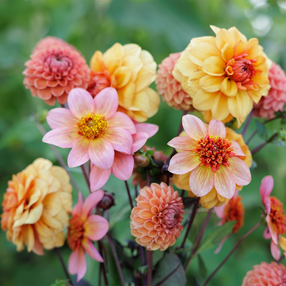 Tangerine twist 3 varieties dahlia collection